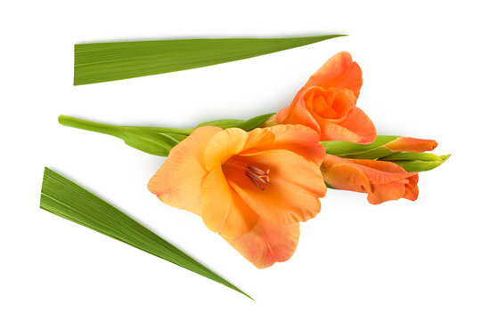 Orange gladiolus flower isolated on white background. Top view. Flat lay