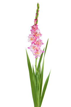 Pink gladiolus flower isolated on white background