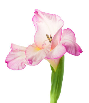 Pink gladiolus flower isolated on white background
