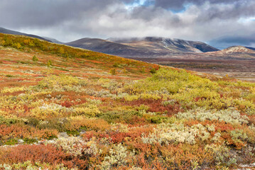 Obraz premium colorful hill covered with bushes and white lichen growing in the tundra in national park Dovrefjell Sunndalsfjella in Norway