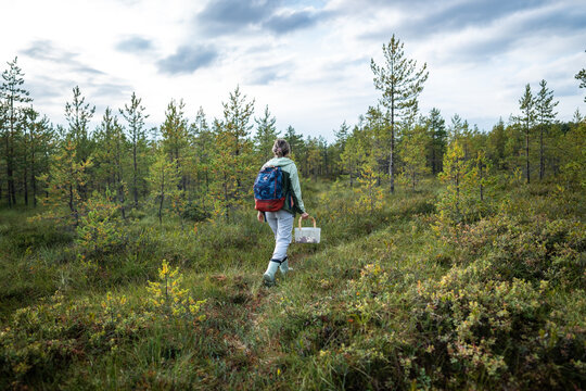 Woman carries mushroom basket while walking across marshy pine forest. Autumn foraging, hobby
