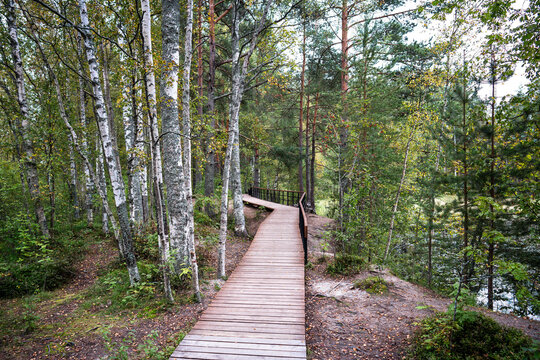 Wooden eco trail winds between birch trunks and pine trees beside forest pond in early autumn. Walk for mental wellbeing