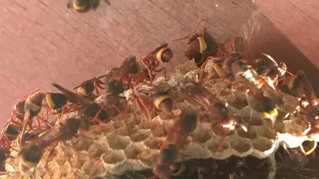 Dangerous Wasp Sting
​This wasp on human skin can sting if threatened. Its sting causes severe pain, swelling, redness, and potentially life-threatening allergic reactions 
