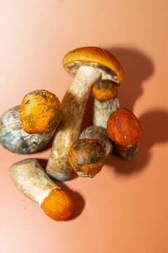 Freshly Foraged Edible Aspen Bolete Mushrooms in a Rustic Forest Still Life. A group of freshly foraged edible aspen bolete mushrooms (Leccinum species) displayed together in a rustic composition. 