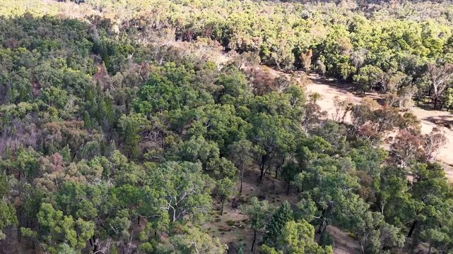 Aerial View of Eucalyptus Forest in The Pilliga Australia