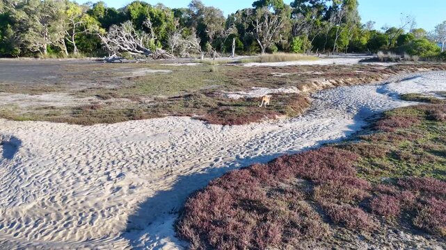 Kangaroo Hopping Across Coastal Sand Dunes and Coastal Vegetation