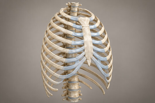 Human rib cage with sternum and costal cartilage in 3D