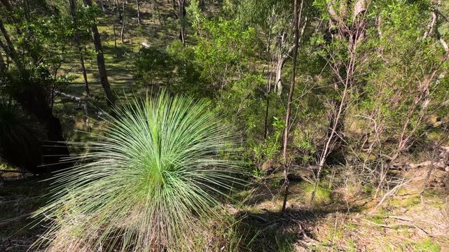 Australian Grass Tree Swaying in Sunny Bushland Forest