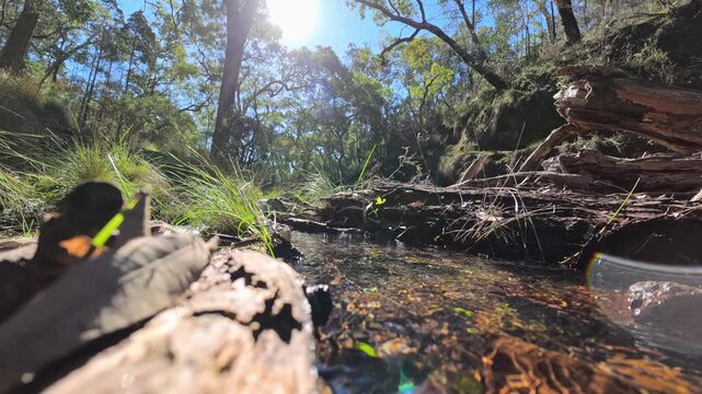 Clear Forest Stream Flowing Over Rocks in Australian Bushland