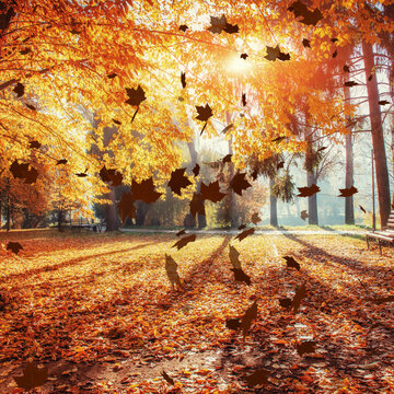 Square Falling Autumn Leaves Overlay &ndash; Seamless Loop Transparent Leaf Effect 3 Styles for Social Media