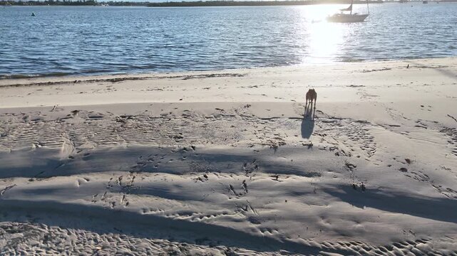 Kangaroo Standing on Sunny Sandy Beach near Ocean Water