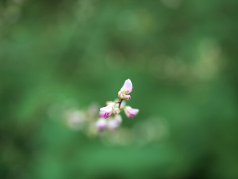 9月に美しく咲いた小さいヌスビトハギの花