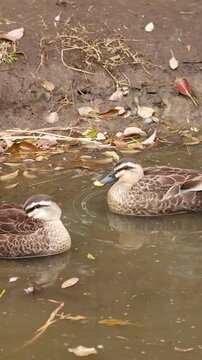 Eastern Spot-Billed Ducks Swimming in a Pond During Autumn