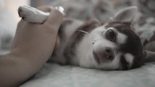 Owner Gently Petting Sleeping Cute Chihuahua Puppy