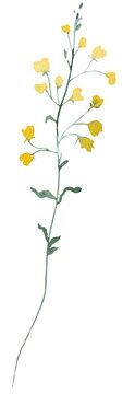 Watercolor yellow wildflowers, spring floral isolated illustration for stationery and greeting cards