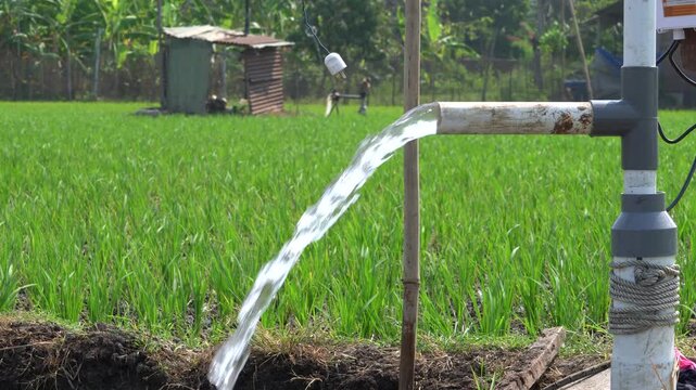 Agricultural irrigation system pumping clear underground water through a PVC pipe into a green rice paddy field. Electric water pump flooding young crops on a lush Asian farm in daylight.