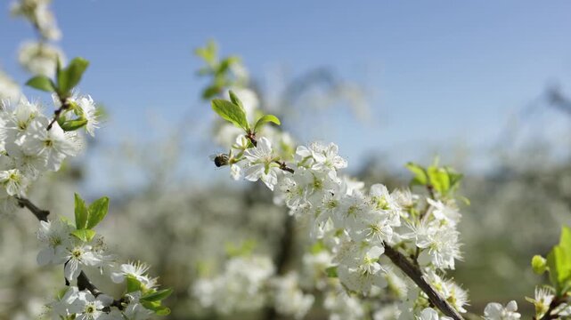 Bee Collecting Nectar from White Plum Tree Blossoms in Spring