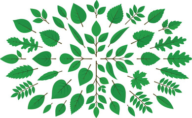Obraz premium Green botanical leaf collection arranged in a circular pattern with clean background vector illustration