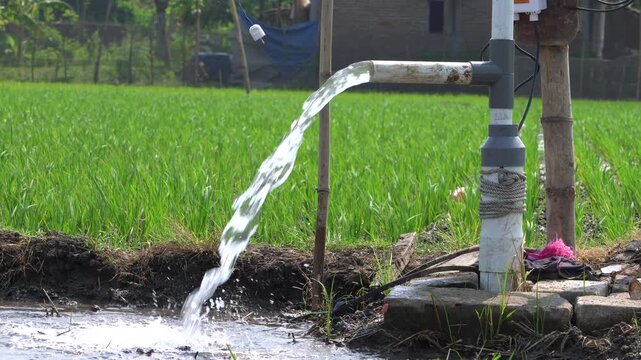 Agricultural irrigation system pumping clear underground water through a PVC pipe into a green rice paddy field. Electric water pump flooding young crops on a lush Asian farm in daylight.