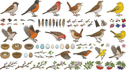 Fototapeta premium Various small songbirds and nesting elements in a clean vector illustration style