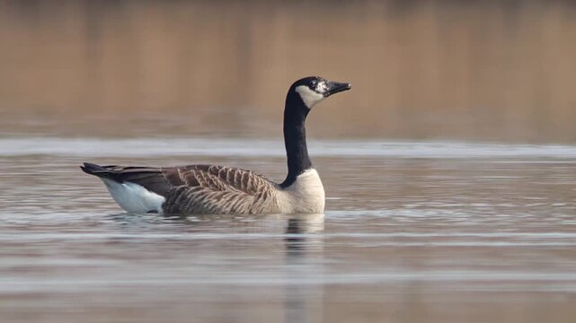 Canada Goose Swimming on a German Pond in Winter Sunshine, Adult Wild Waterfowl in Morning Light, 4K Footage