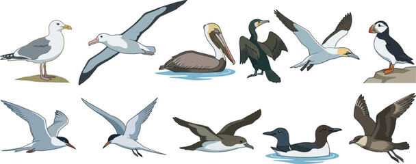 Fototapeta premium Diverse seabirds in flight and on land during daytime vector illustration