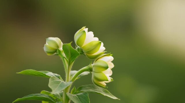 Green flower buds on leafy stem against soft blurred garden background in sunlight
