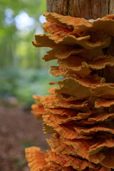 Magical forest theme close up of beautifully formed shelf fungus at estate Vosbergen, Eelde, Drenthe, the Netherlands © Dan Photo Shaman
