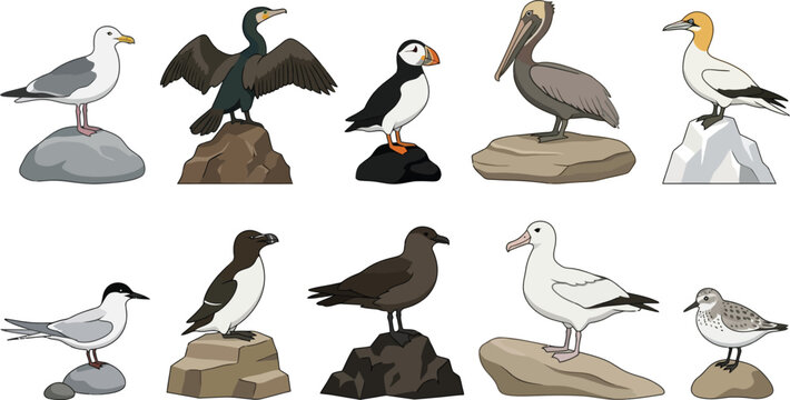 Diverse seabirds perched on rocks in a clean vector illustration style