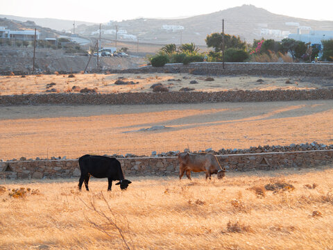 Cows and calves graze on dry grass on Mykonos island in Greece at sunset.