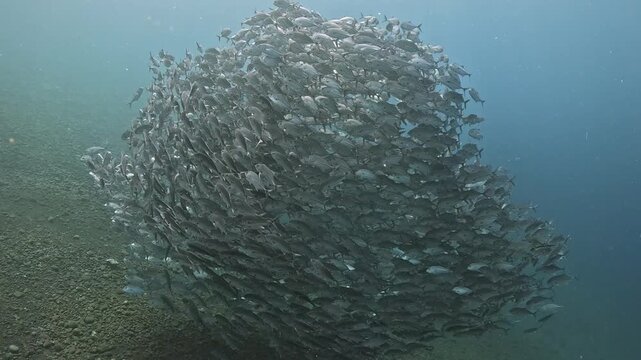 Bigeye trevally (Caranx sexfasciatus) forming a dramatic schooling tornado in open water near Tulamben, Bali. 4K UHD slow-motion underwater footage
