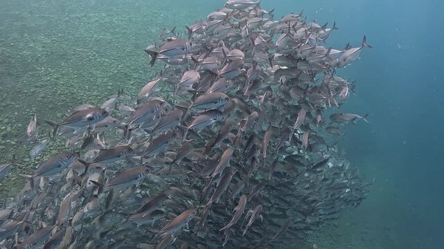 Bigeye trevally (Caranx sexfasciatus) forming a dramatic schooling tornado in open water near Tulamben, Bali. 4K UHD slow-motion underwater footage