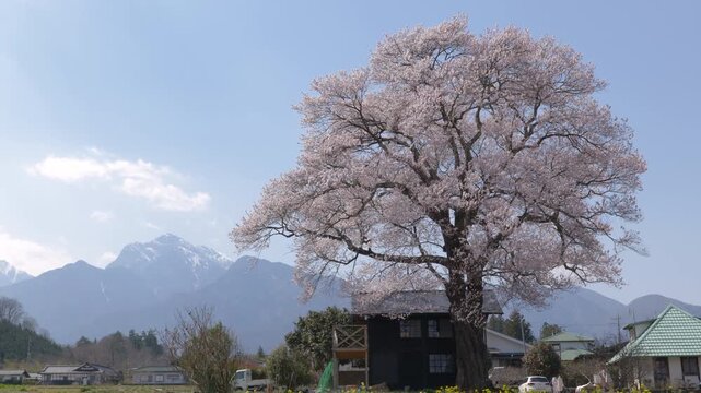 庭に咲く満開の一本桜と背景の雪山（南アルプス甲斐駒ケ岳）の等倍速映像（ズームアウト）