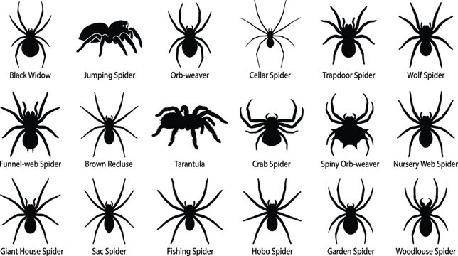 Silhouette Vector Collection of Spider Species for Identification and Wildlife Education Design Projects