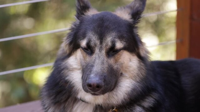 Close up of a fluffy mixed breed dog looking around outdoors.