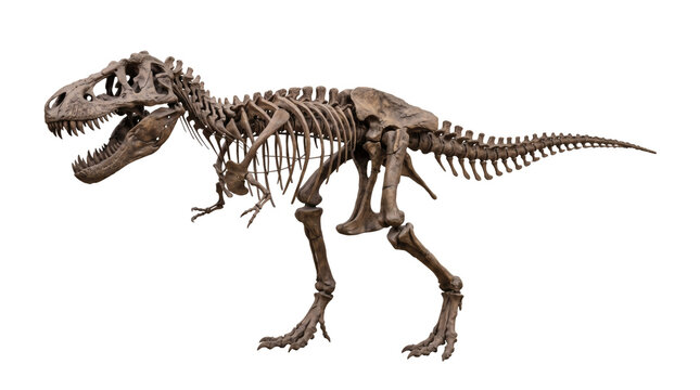Brown dinosaur skeleton with a large toothed skull, short forelimbs, strong hind legs and a long tapering tail suited to paleontology education, isolated on a transparent background.