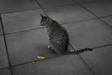 Cat on the Pavement © MoHaidery