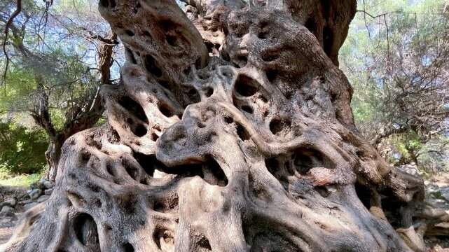 Low angle tilt up shot of an ancient Lianolia olive tree canopy in Corfu, Greece