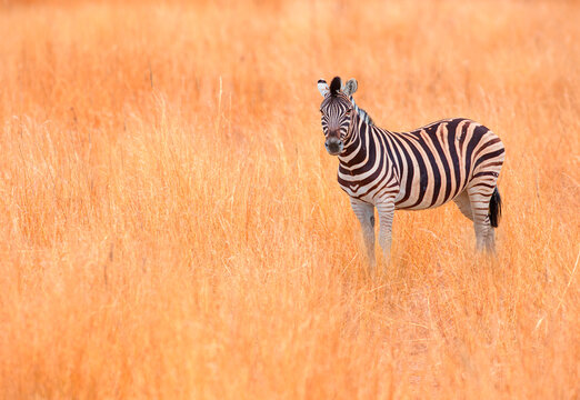 Zebra standing in yellow grass on Safari watching, Africa savannah - Etosha National Park, Namibia