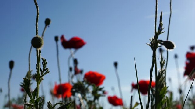 Poppies Field Summer: Red poppies bloom in outdoor field under sunny blue sky during summer day.