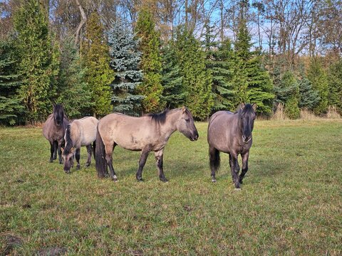 polish horses in the meadow