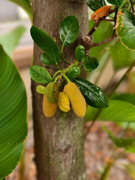 A cluster of small young cempedak fruits hanging from a sturdy tree trunk amidst lush green foliage in an orchard setting.
