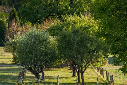 Prairie arbor&eacute;e en campagne jurassienne