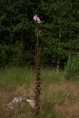 Last flowers on top of  a long foxglove stalk © Matauw