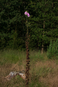 Last flowers on top of  a long foxglove stalk