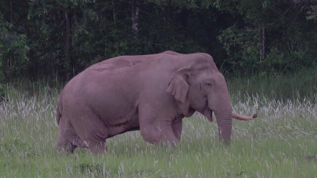 A rare and powerful sighting of a mature wild Asian bull elephant (Tusker) in the state of Musth. Observe the visible secretion from the tempo, a sign of heightened testosterone and dominance.