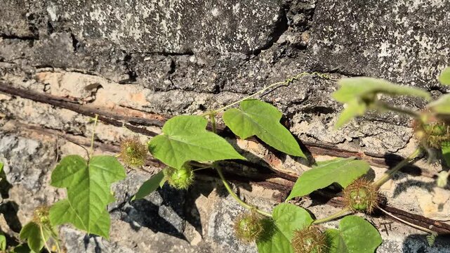 Close Up of Passiflora Foetida Wild Passion Vine with Hairy Green Fruits Creeping on an Old Weathered Concrete Wall
