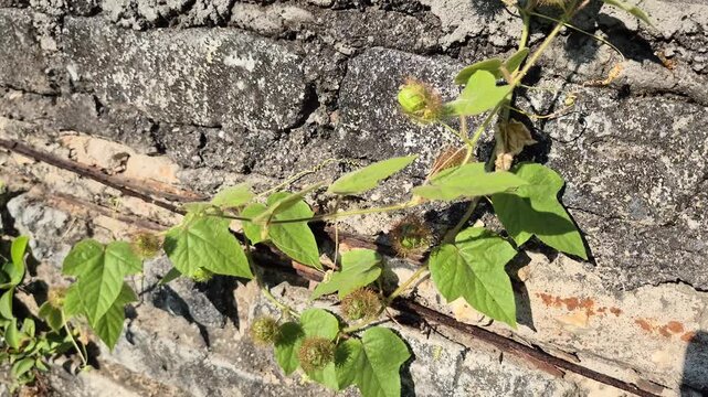 Close Up of Passiflora Foetida Wild Passion Vine with Hairy Green Fruits Creeping on an Old Weathered Concrete Wall