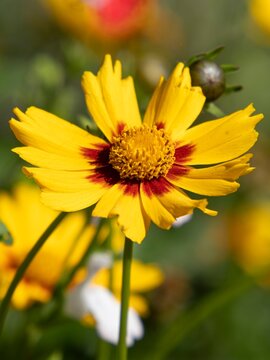 Vibrant yellow petals frame a bold red center