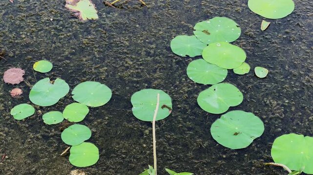 Close up footage of green lily pads floating across still pond water covered with natural algae and aquatic vegetation